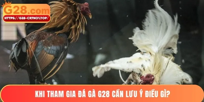 Khi tham gia đá gà G28 cần lưu ý điều gì?