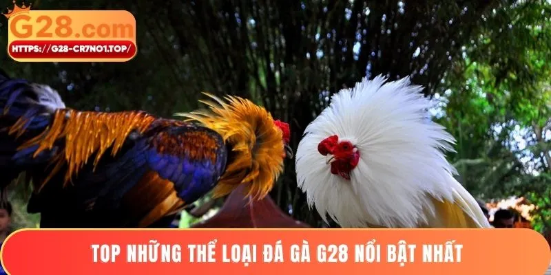 Top những thể loại đá gà G28 nổi bật nhất